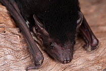 Yellow-bellied Sheathtailed Bat (Saccolaimus flaviventris) portrait, captive at Tolga Bat Hospital, Atherton, Queensland, Australia.