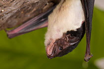 Yellow-bellied Sheathtailed Bat (Saccolaimus flaviventris) portrait, captive at Tolga Bat Hospital, Atherton, Queensland, Australia.