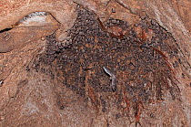 Alcyon Horseshoe Bat (Rhinolophus alcyone) colony roosting, Sine Saloum,  Senegal.