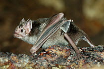 Vampire Bat (Desmodus rotundus) walking along the ground, captive native to Central and South America.