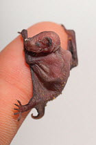 Common Pipistrelle (Pipistrellus pipistrellus)  baby on human finger for scale.