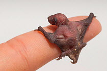 Common Pipistrelle (Pipistrellus pipistrellus)  baby on human finger for scale.
