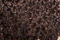 Little Bent-winged Bat (Miniopterus australis) large colony roosting in cave, Touaourou mission, Yate, New Caledonia.