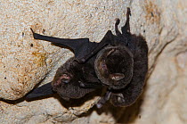 Little Bent-winged Bat (Miniopterus australis) roosting in cave, Touaourou mission, Yate, New Caledonia.