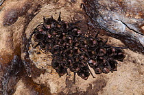 Little Bent-winged Bat (Miniopterus australis) colony roosting in cave, Touaourou mission, Yate, New Caledonia.