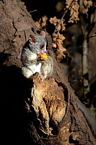 Lesser Bushbaby (Galago senegalensis senegalensis) captive, native to Sub-Saharan Africa.