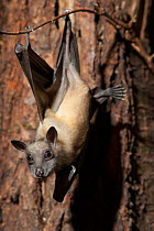 Straw-colored fruit bat (Eidolon helvum) captive, native to Africa.