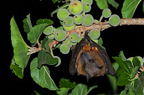 Straw-colored fruit bat (Eidolon helvum) feeding on figs at night, Fajara, Banjul, Gambia.