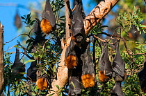 Grey-headed flying fox (Pteropus poliocephalus) colony roosting, Maclean, Grafton, New South Wales, Australia. Vulnerable species.