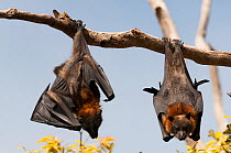 Grey-headed Flying Foxes (Pteropus poliocephalus) roosting, Royal Botanic Garden, Sydney, New South Wales, Australia. Vulnerable species.
