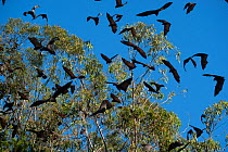 Grey-headed flying fox (Pteropus poliocephalus) colony taking off from tree, Maclean, Grafton, New South Wales, Australia. Vulnerable species.