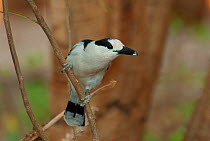 Hook billed vanga (Vanga curvirostris) perched on branch, Madagascar.