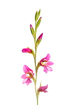 Gladiolus (Gladiolus illyricus) flower, Torrelavit, Penedes region, Barcelona, Catalonia, Spain, May. Meetyourneighbours.net project.