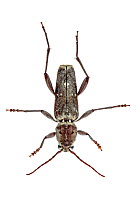 Longhorn beetle (Xylotrechus stebbingi) Irakelion, Crete, Greece, June. Meetyourneighbours.net project.