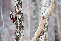 Great spotted woodpecker (Dendrocopus major) in birch forest, Cairngorms National Park, Scotland, March.