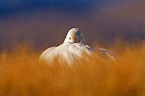 Snow Goose (Chen caerulescens) with beak under wing at dawn, Bosque del Apache, New Mexico, USA, December.