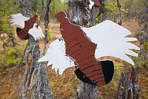 Targets in forest for hunters to practice willow grouse shooting, Finland, June 2012.
