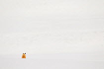 Red Fox (Vulpes vulpes) looking across snow field, Yellowstone National Park, Wyoming, USA, February.