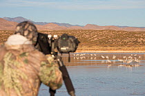 Photographer in camouflage clothing taking pictures of Sandhill cranes (Grus canadensis) wintering in Bosque del Apache, New Mexico, USA, December 2012.