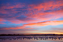 Snow Geese (Chen caerulescens) on roost pond at dawn. Bosque del Apache, New Mexico, USA, December.
