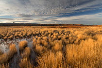 Tussocks of grass in wetland habitat in early winter, Bosque del Apache, New Mexico, USA, December 2012.