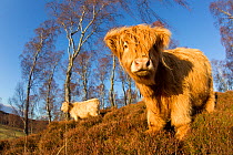 Highland cow in amongst native birch woodland, Cairngorms National Park, Scotland, England, UK, February.