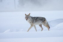 Coyote (Canis latrans) walking across snowfield, Yellowstone National Park, Wyoming, USA.