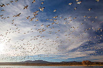 Snow Geese (Chen caerulescens) taking off en-masse in evening light, Bosque del Apache, New Mexico, USA, December.