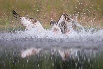 Osprey (Pandion haliaetus) splashing water as it emerges from loch whilst fishing at dawn, Cairngorms National Park, Scotland, July.