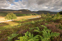 River Feshie in late summer flowing through regenerating woodland, Cairngorms National Park, Scotland, August 2013.