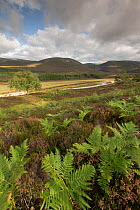 River Feshie in late summer, flowing through moorland, Cairngorms National Park, Scotland, August 2013.