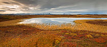 Autumn tundra carpeting wetlands around Lake Myvatn, Iceland, September 2013.
