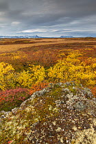Autumn tundra carpeting wetlands, Lake Myvatn, Iceland, September 2013.