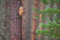 Red squirrel (Sciurus vulgaris) feeding in Scots pine tree, Cairngorms National Park, Scotland, October.
