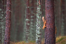 Red squirrel (Sciurus vulgaris) foraging in forest, climbing down tree trunk, Cairngorms National Park, Scotland, October.