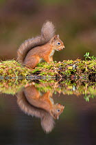 Red squirrel (Sciurus vulgaris) with nut in mouth, reflected in forest pool, Cairngorms National Park, Scotland, October.