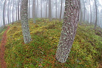 Wide angle view of Scots Pine (Pinus sylvestris) trunks in mist at dawn in Abernethy Forest, Cairngorms National Park, Scotland, October.