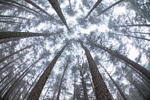 Low angle view up into canopy of Scots Pines (Pinus sylvestris) in mist at dawn in Abernethy Forest, Cairngorms National Park, Scotland, October.