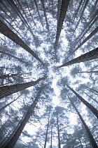 Low angle view up into canopy of Scots Pines (Pinus sylvestris) in mist at dawn in Abernethy Forest, Cairngorms National Park, Scotland, October.