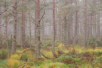 Autumnal mist at dawn with Scots Pine trees (Pinus sylvestris) in Abernethy Forest, Cairngorms National Park, Scotland, October.