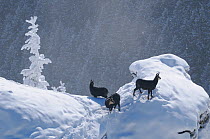 Chamois (Rupicapra rupicapra carpatica) group in the snow, Ceahlau mountains, Romania. January