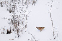 Grey Partridge (Perdix perdix) in winter, foraging for seeds, Corund, Transylvania, Romania. February