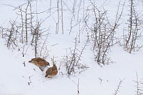 Grey Partridges (Perdix perdix) foraging for seeds in snow, Corund, Transylvania, Romania. February.