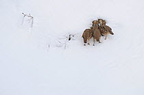 Grey Partridge (Perdix perdix) feeding in snow, Corund, Transylvania, Romania. February