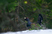 Western Capercaillie (Tetrao urogallus) chasing another male at a lekking site in the Retezat Mountains, Retezat National Park, Romania, April.