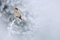 Bohemian Waxwing (Bombycilla garrulus) with a frozen crest, Ceahlau Mountains, Romania,  February.