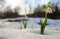 Spring Snowflake (Leucojum vernum) in flower with snow, Gurghiu mountains, Transylvania, Romania. April