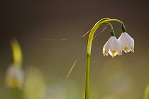 Spring Snowflake (Leucojum vernum) in flower, Gurghiu mountains, Transylvania, Romania, April.