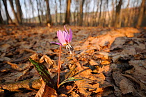 Dog's tooth violet (Erythronium dens-canis) in flower,  forests near Targu Mures, Romania. March