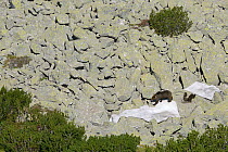 Brown bear (Ursus arctos arctos) mother with small cubs among dwarf pine (Pinus mugo) in the Retezat Mountains, Romania. June